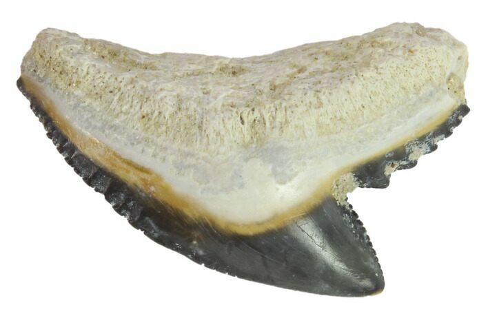 Fossil Tiger Shark Tooth - Bone Valley, Florida #145174